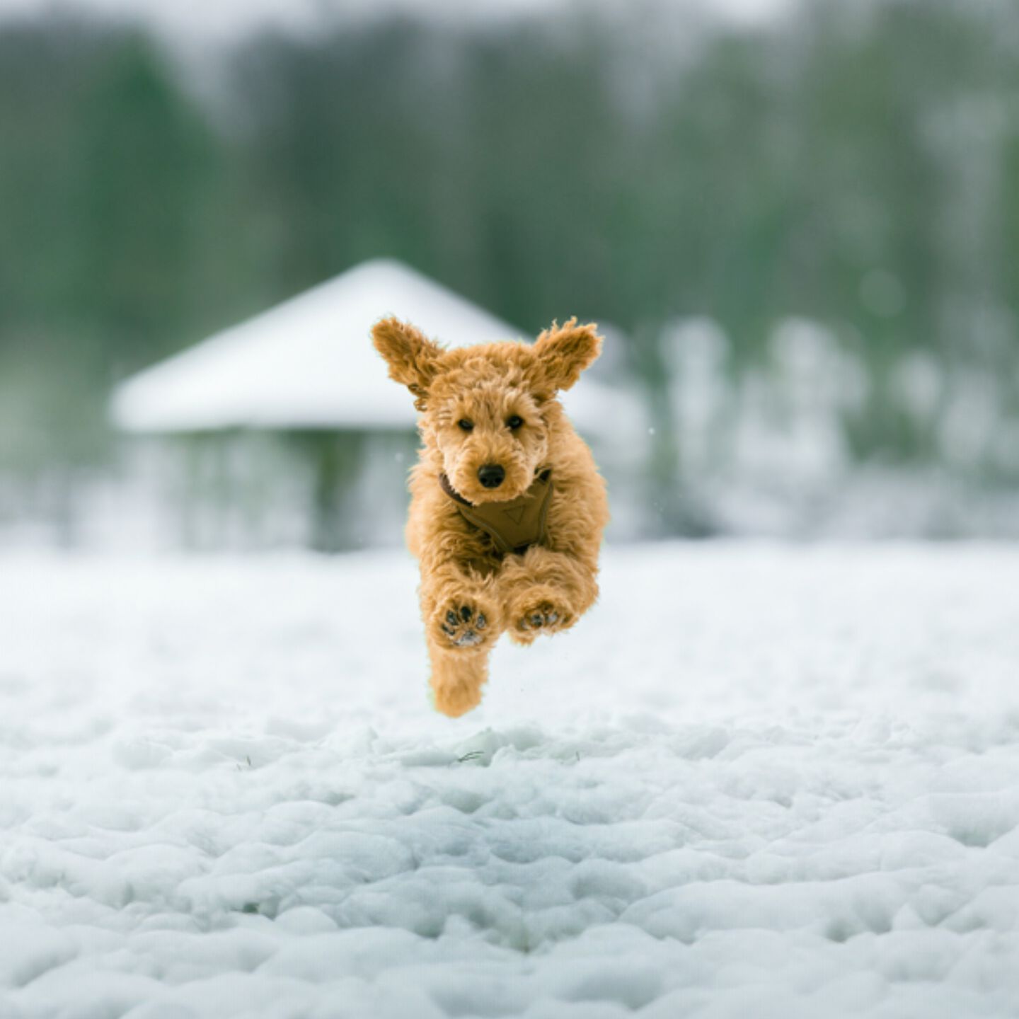 <strong>HOW TO HELP YOUR DOG STAY WARM, ALL WINTER LONG</strong><br><br>The weather&rsquo;s getting colder, the days are getting shorter. Winter&rsquo;s on its way. If you&rsquo;re a pet parent...